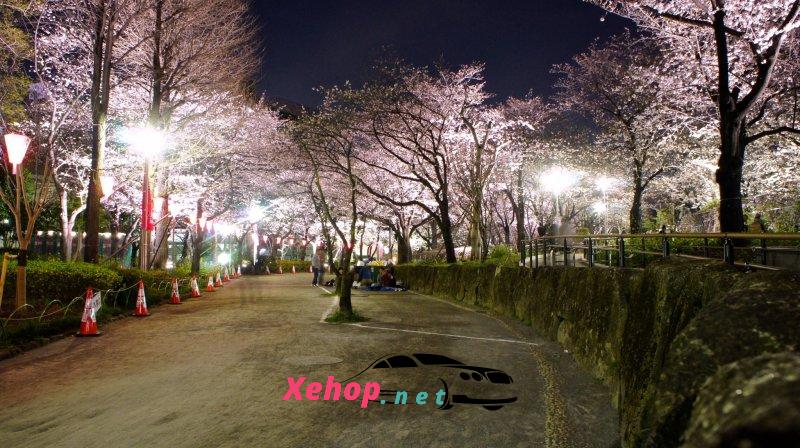 About Sumida Park Cherry Blossom Festival Japan 2024 1