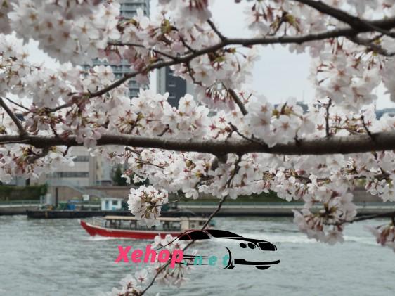 About Sumida Park Cherry Blossom Festival Japan 2024 2