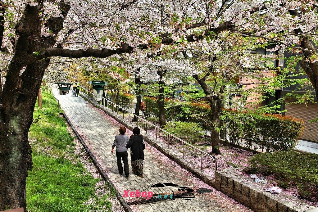 About Sumida Park Cherry Blossom Festival Japan 2024 3
