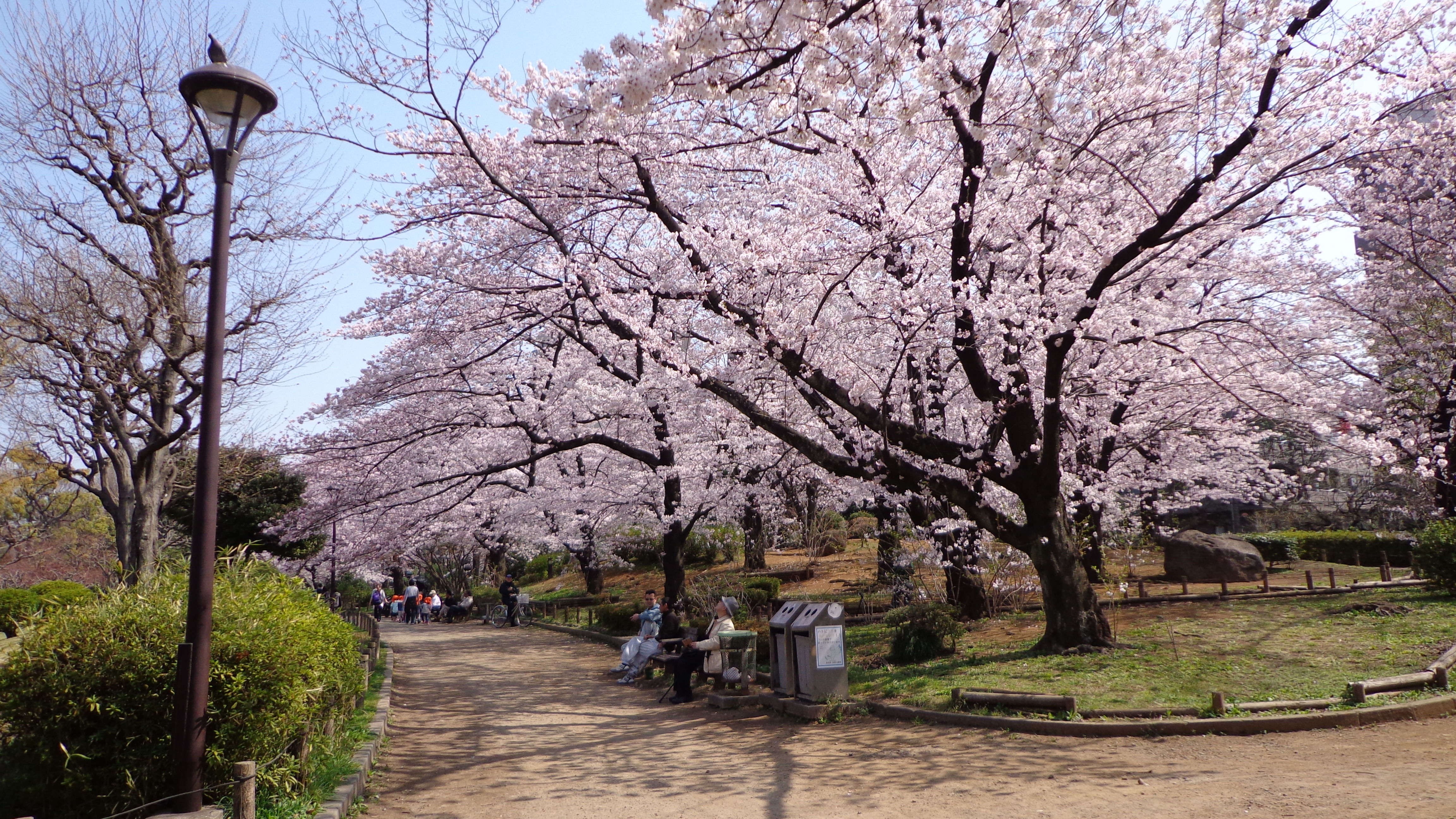 About Sumida Park Cherry Blossom Festival Japan 2024 5